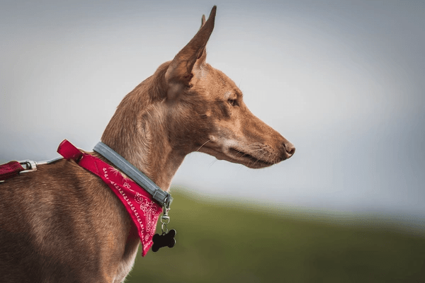 side-view-portrait-adorable-obedient-600nw-2267728351 side-view-portrait-adorable-obedient-600nw-2267728351