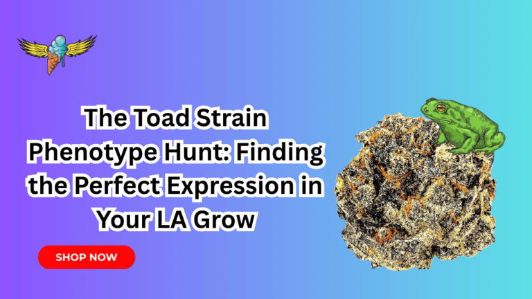 The-Toad-Strain-Phenotype-Hunt-Finding-the-Perfect-Expression-in-Your-LA-Grow The-Toad-Strain-Phenotype-Hunt-Finding-the-Perfect-Expression-in-Your-LA-Grow