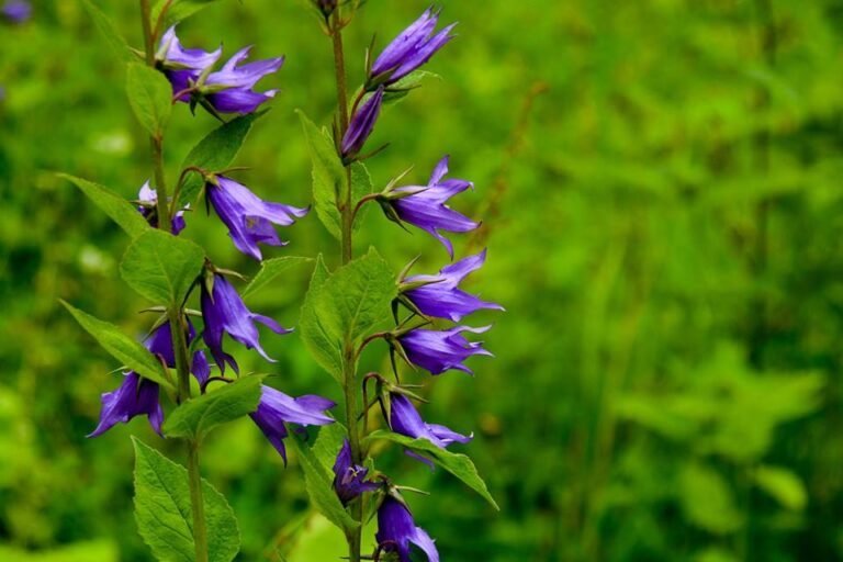 ValleyofFlowerTrekwithHimalayanHikers-5 ValleyofFlowerTrekwithHimalayanHikers-5